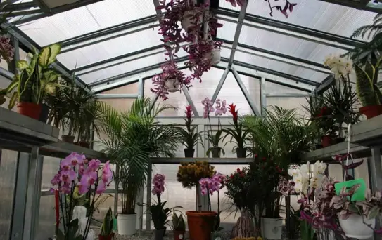 Çiçek Doktoru Ümit Ersan: Bitkilerle Hasta Doktor İlişkisi