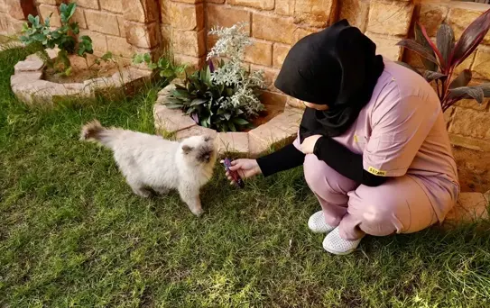 Misrata'da Lüks Kedi Oteli Açıldı