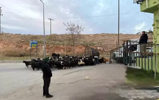 Şap hastalığı nedeniyle kapalı olan Siirt Hayvan Pazarı açıldı