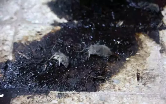 Kilis'te hijyen şartlarına aykırı üretim yapan işletmeye 105 bin TL ceza