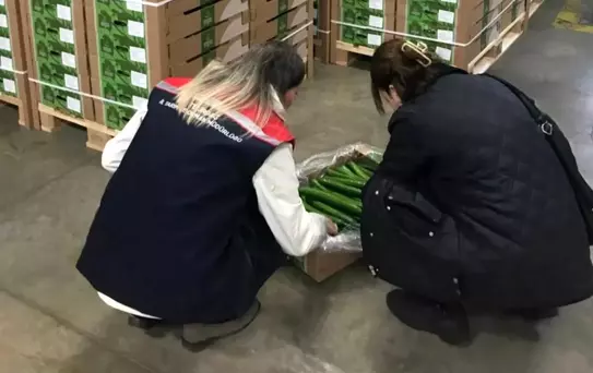 Tekirdağ'dan Hollanda'ya Salatalık İhracı Kontrol Edildi