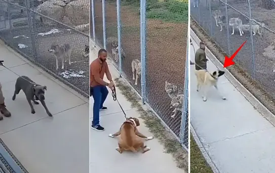 Sivas kangalını ve diğer köpekleri kurt sürüsünün karşısına çıkardılar: Sonuç inanılmaz