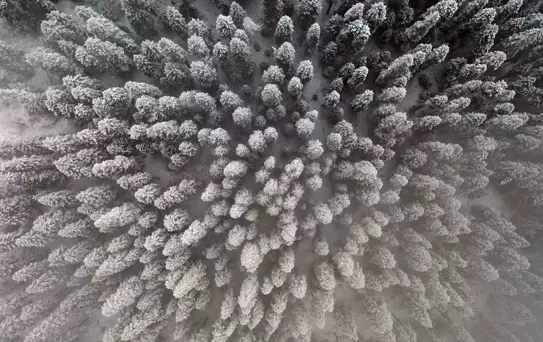 Ilgaz Dağı'nda Kar ve Sis Güzelliği