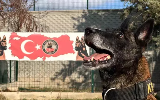 Uyuşturucu ile Mücadelede Köpeklerin Rolü