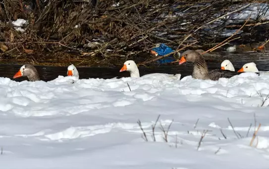 Kazlar Kışın Keyfini Çıkarıyor