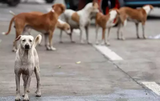 Bağdat'ta 19 binden fazla başıboş köpek itlaf edildi