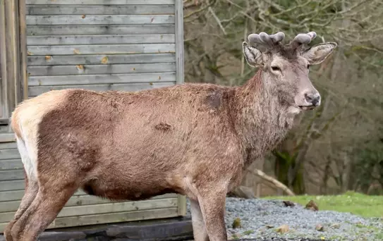İstanbul'da Kızıl Geyik Üretimi ve Doğaya Kazandırılması