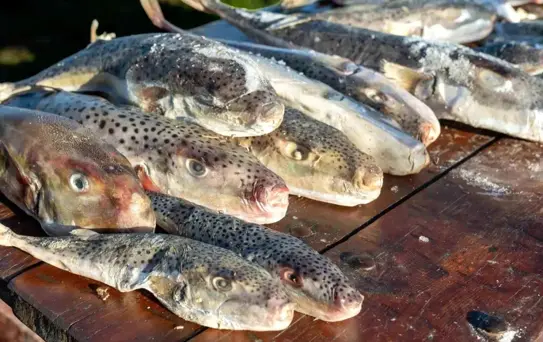 Adana'da 128 Bin Balon Balığı Toplandı