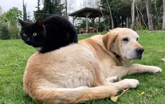 Düzce'den Kedi-Köpek Maması İhracatı 1574 Tonu Geçti