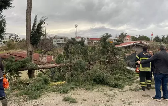 Yalova'da Kuvvetli Rüzgar Ağaçları Devirdi