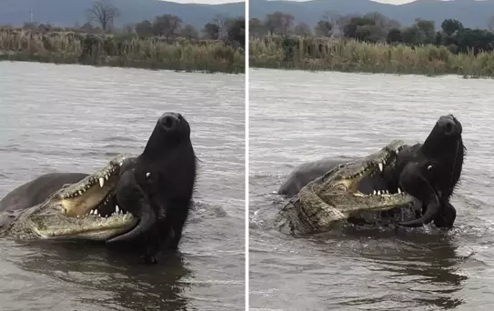 Nefes kesen anlar: Timsahın saldırdığı bufalo mucizevi şekilde kurtuldu