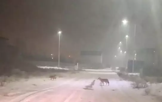 Iğdır'da Kurtlar Yerleşim Alanlarına İndi