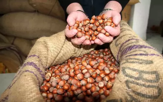 Fındık Fiyatları 275 TL'ye Düştü