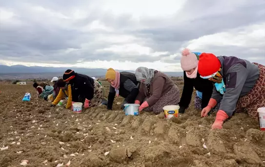 Taşköprü Sarımsağında Dikim Sezonu Başladı