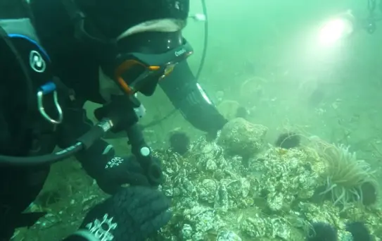 Marmara Denizi'nde Dipten Diriliş