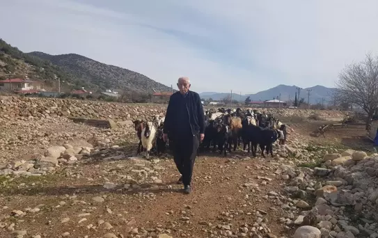 Depremzede Mehmet Güler Yeniden Sürü Sahibi Oldu
