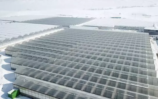 Diyadin'de Jeotermal İle Domates Üretimi