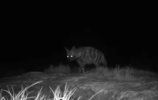 Kırıkhan'da Nesli Tükenme Tehlikesi Altında Canlılar Kaydedildi