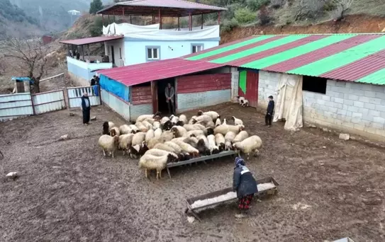 Depremzededen Hayvancılık Mücadelesi