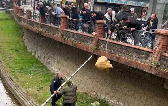 Ardeşen'de Mahsur Köpek Kurtarıldı