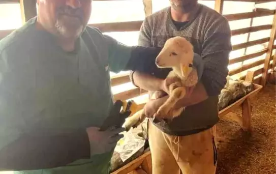 Söke'de Koyunların Aşısı Yapıldı