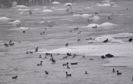 Kars Çayı Buz Tutarken Yaban Ördekleri Hayatta Kalıyor