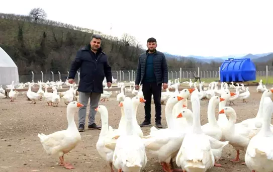 Ordu'da 'alım garantisi' ile kaz yetiştiriciliği büyüyor