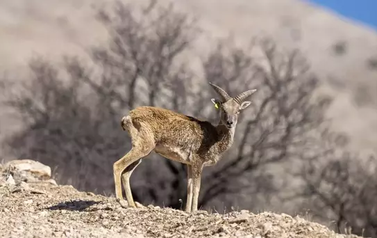 Anadolu Yaban Koyunu Koruma Çalışmaları