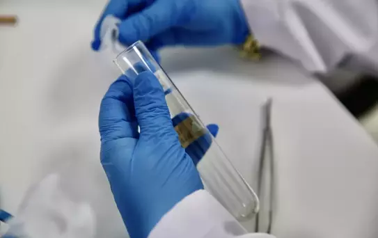 Giresun'da 500 Bin Samuray Arısı Üretilecek