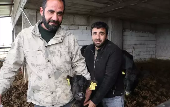 Kilisli Üretici Projeyle Hayvancılığı Geliştiriyor