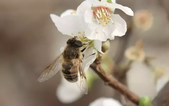 Mersin'de Erik Ağaçları Çiçek Açtı