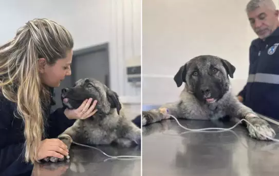  Kamyonetin arkasında ölüme sürüklenen köpeği Seren Serengil sahiplendi