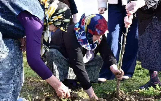 Sinop'ta Huzurevi ve Gençler Fidan Dikti