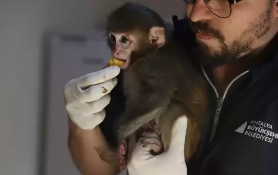 Antalya'da Uyuşturucu Operasyonu: 'Portakal' Maymun Yavrusuna Elde Edildi