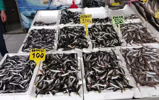 Trabzon'da Balık Çeşitliliği Artıyor