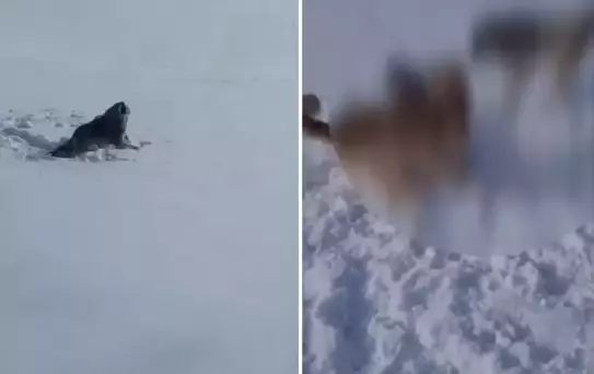 Aç kaldığı için köye inen kurt-köpek melezi hayvanın acı sonu