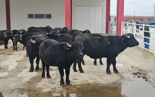 Afyon'da Damızlık Manda Dağıtımı