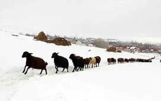 Ağrı'nın Kış Güzellikleri Fotoğrafçılara İlham Veriyor
