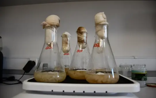 Yeni Nesil Gıda Koruyucusu Sentezlendi