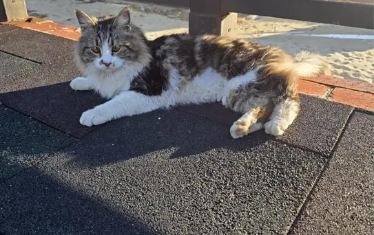 Mahsur Kedi Kurtarıldı