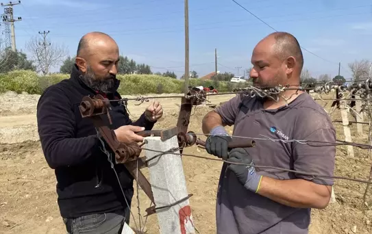 Alaşehir'de Üzüm Bağları Yeniden Canlanıyor