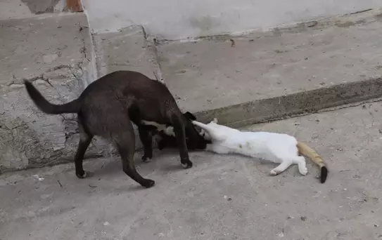 Kedi ve Köpekteki Dostluk Mesajı