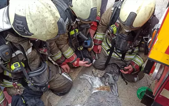 Yangında Kurtarılan Kediler Hayata Dönürüldü