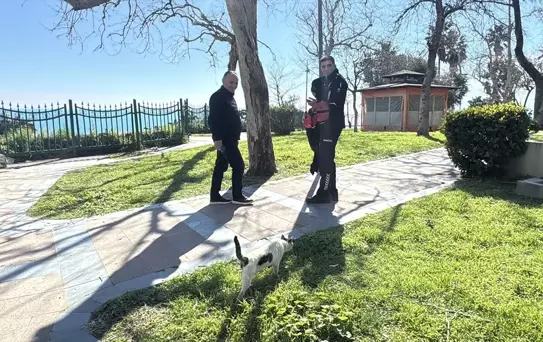Falezlerdeki Kedi Ekiplerin Yanına Geldi