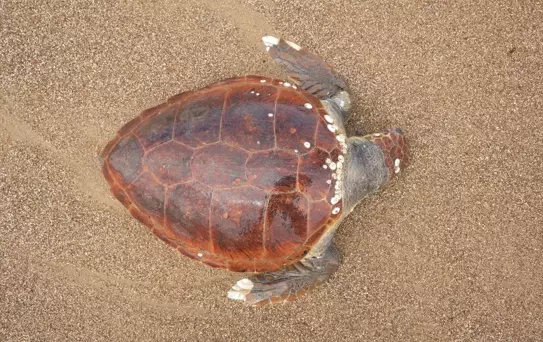 Manavgat'ta Ölü Caretta Caretta Bulundu