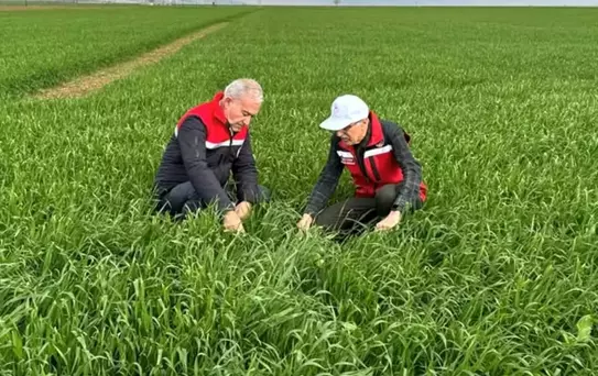 Araban'da Tahıl Alanları İnceleniyor