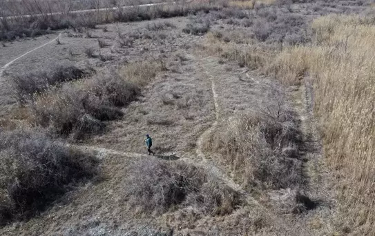 Boğmaklı Toygar, Kuş Cenneti'nde Halkalandı