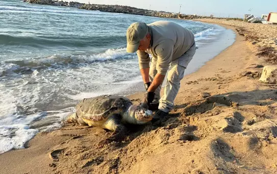 Kuşadası'nda 3 Deniz Kaplumbağası Cansız Bulundu
