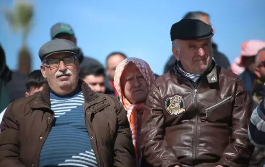 İncirliova Deve Güreşi Festivali Yapıldı