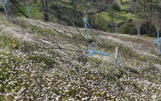 Aydın'da Ağaç Tahribi: Jandarma İnceleme Başlattı